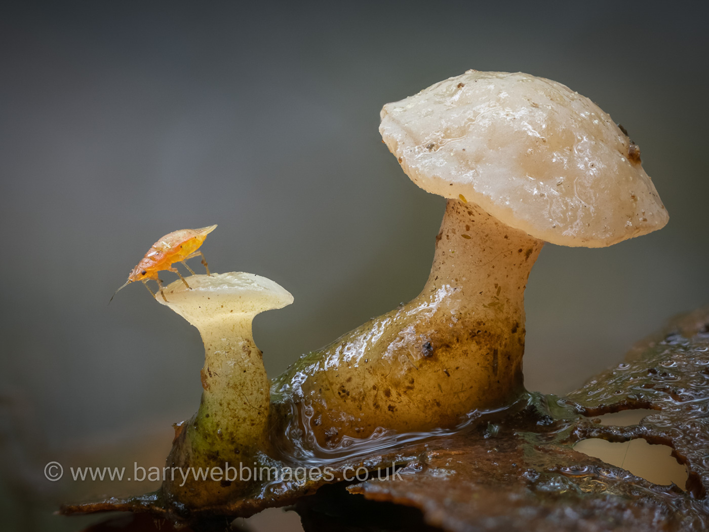 Photo by Barry Webb Cudoniella clavus by Barry Webb